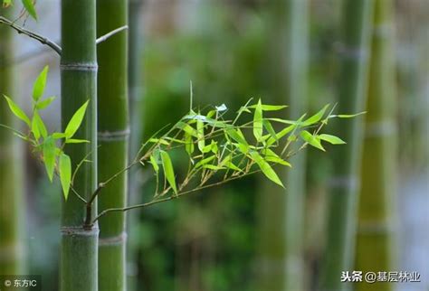 竹子種植|如何5步掌握簡單種植竹子的技巧？ 